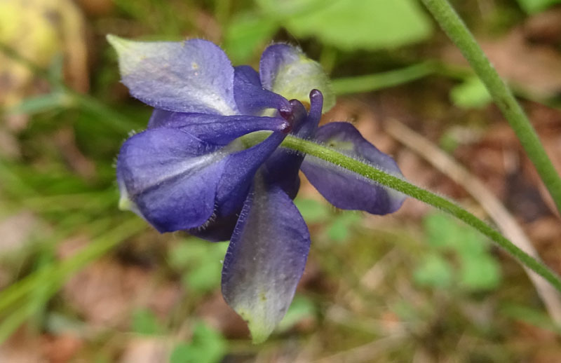 Aquilegia vulgaris no, pi probabilmente A. einseleana (Ranunculaceae)